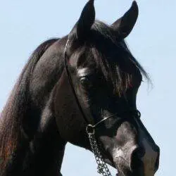 Homozygous back SE yearling – AZ Chromium (HU Sheikh Imaan x Piper’s Dream) copy 3 Homozygous back SE yearling - AZ Chromium (HU Sheikh Imaan x Piper's Dream) copy 3