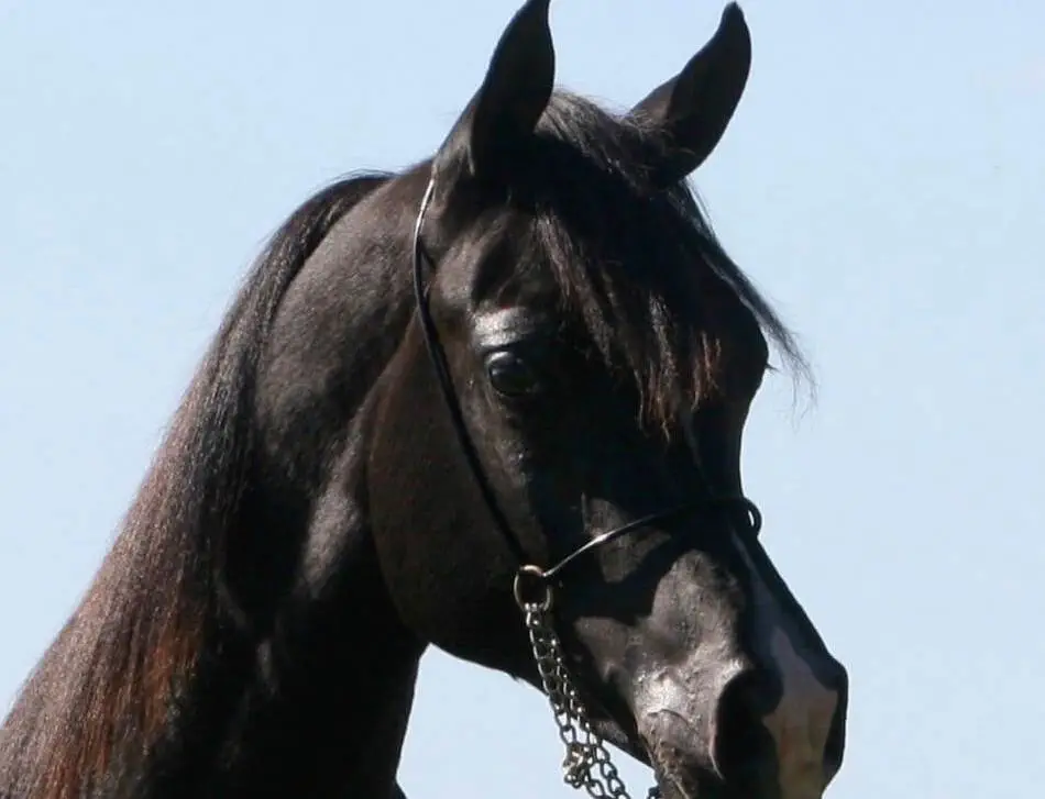 Homozygous back SE yearling - AZ Chromium (HU Sheikh Imaan x Piper's Dream) copy 3