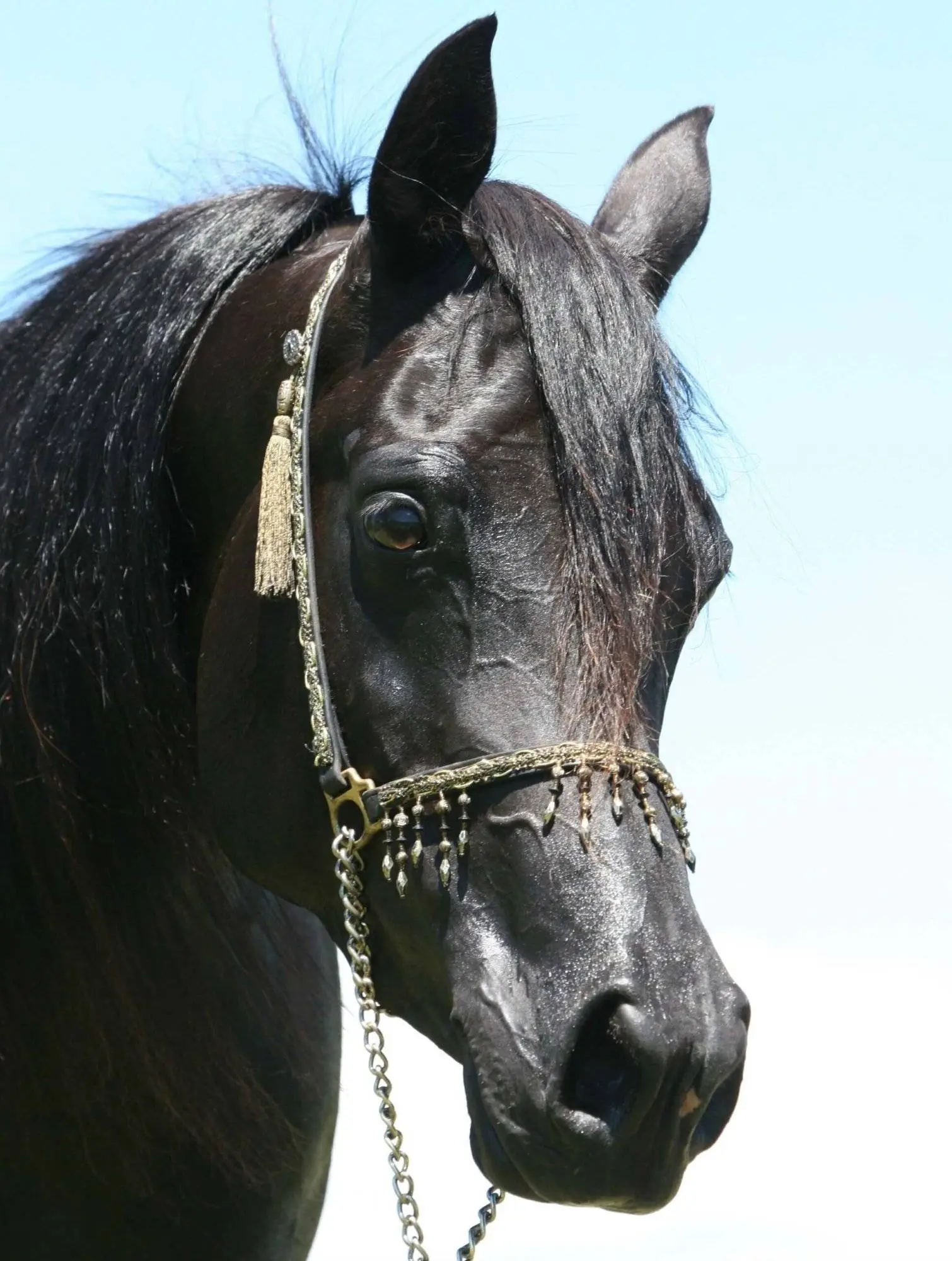 Piper’s Dream – Homozygous black SE mare copy (1) Piper's Dream - Homozygous black SE mare copy (1)