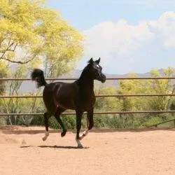 1. AZ Journey (HU Sheikh Imaan x Piper’s Dream) – Black SE colt – age 6 months 1. AZ Journey (HU Sheikh Imaan x Piper's Dream) - Black SE colt - age 6 months