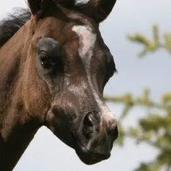 ’13 black SE colt (HU Sheikh Imaan x Piper’s Dream) '13 black SE colt (HU Sheikh Imaan x Piper's Dream)