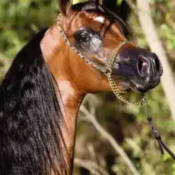 kalif2