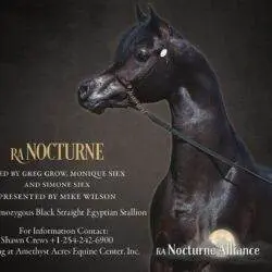 nocturne gold