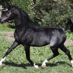 Hu-Shakheem 2Img_0584 (1)  s