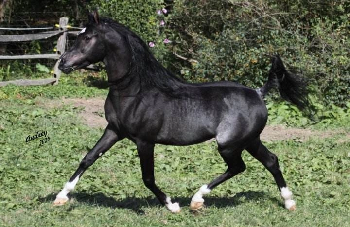 Hu-Shakheem 2Img_0584 (1)  s