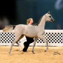 Jalil CA