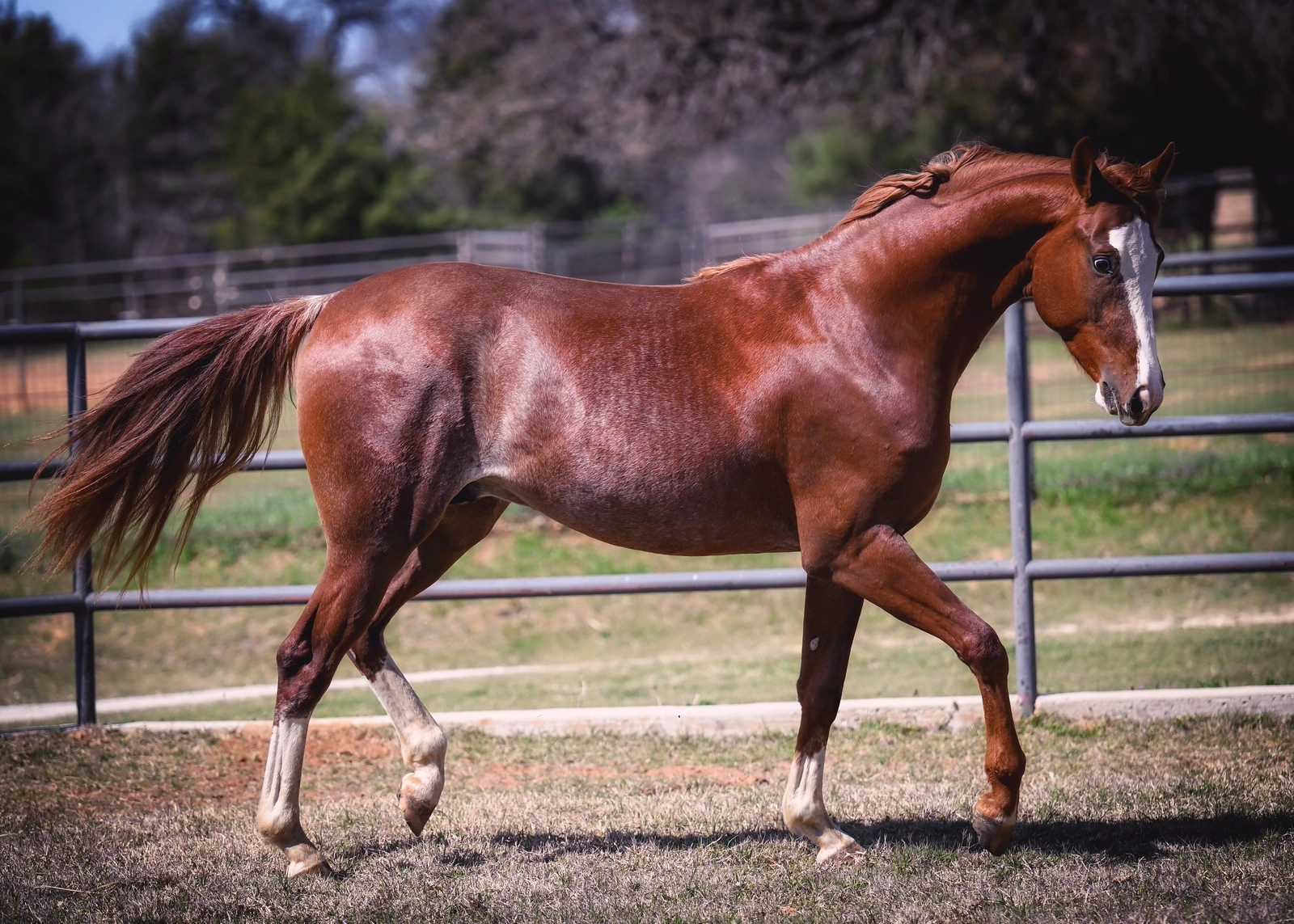 DSC_7059-X3