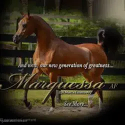 marquesa
