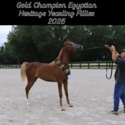 25293300-7b4b-4d62-8ed3-8f18dba09b50