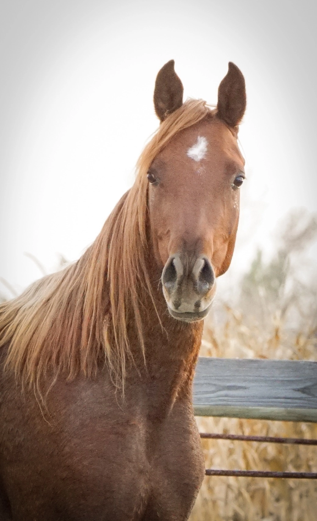 Zahriyyah CE Fall 2023 1