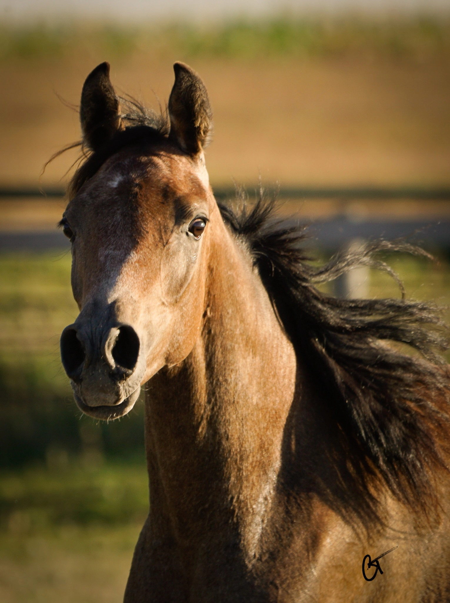 Farzana Fall 2021 2-2