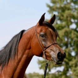 1. AZPIN KASSI (Dream Manor Baalero x AA Shaliyah by HU Sheikh Imaan) - SE mare - Sheikh grandaughter copy 2
