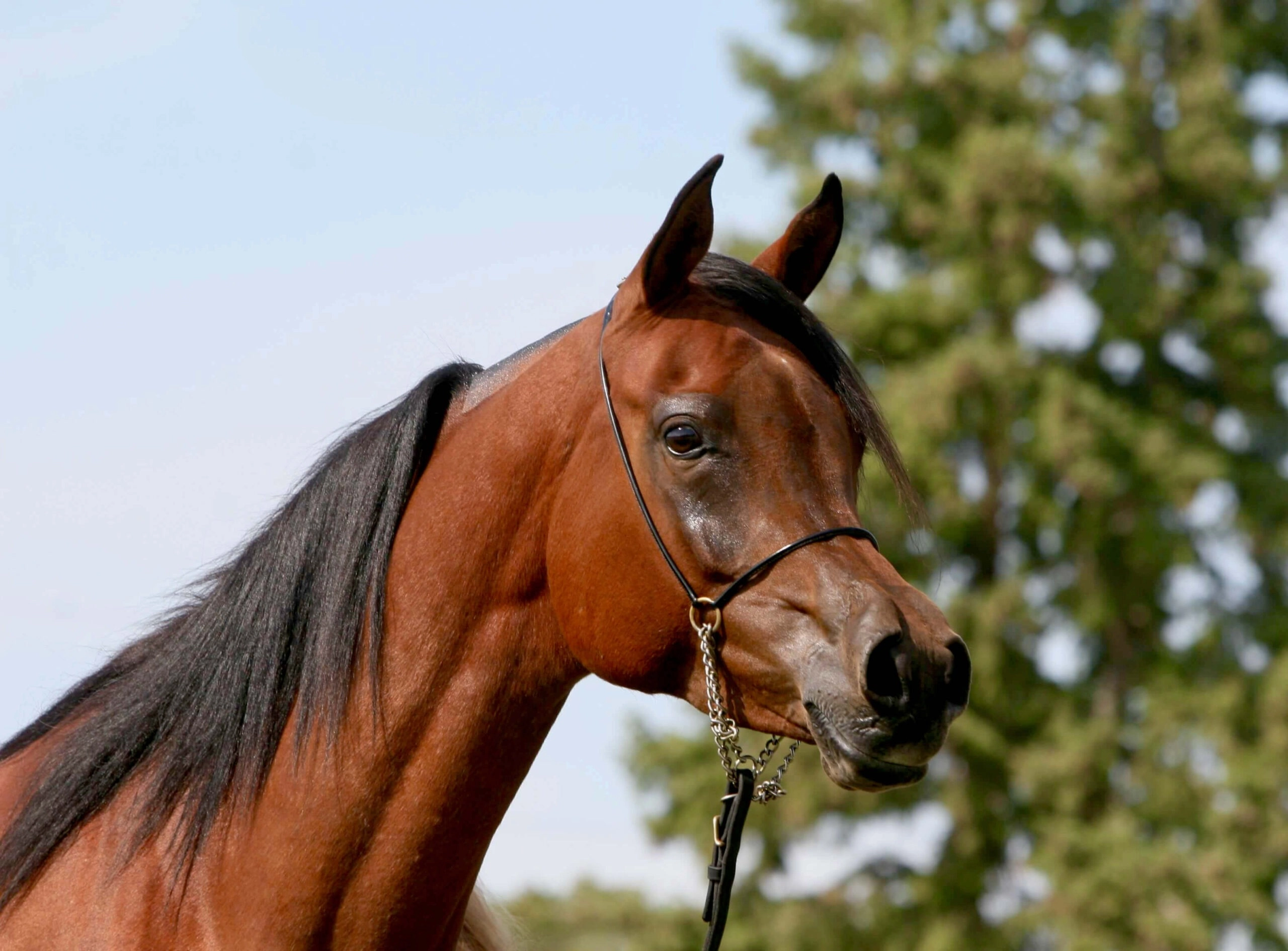 1. AZPIN KASSI (Dream Manor Baalero x AA Shaliyah by HU Sheikh Imaan) - SE mare - Sheikh grandaughter copy 2