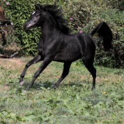 Hu Saiff 2Img_3770  s