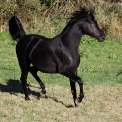 Hu Shamarr 2Img_3899  psd  s