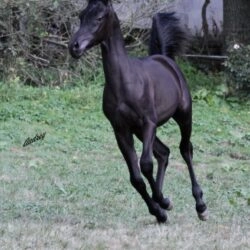 Saudera colt 2Img_1216 (1) s Saudera colt 2Img_1216 (1) s
