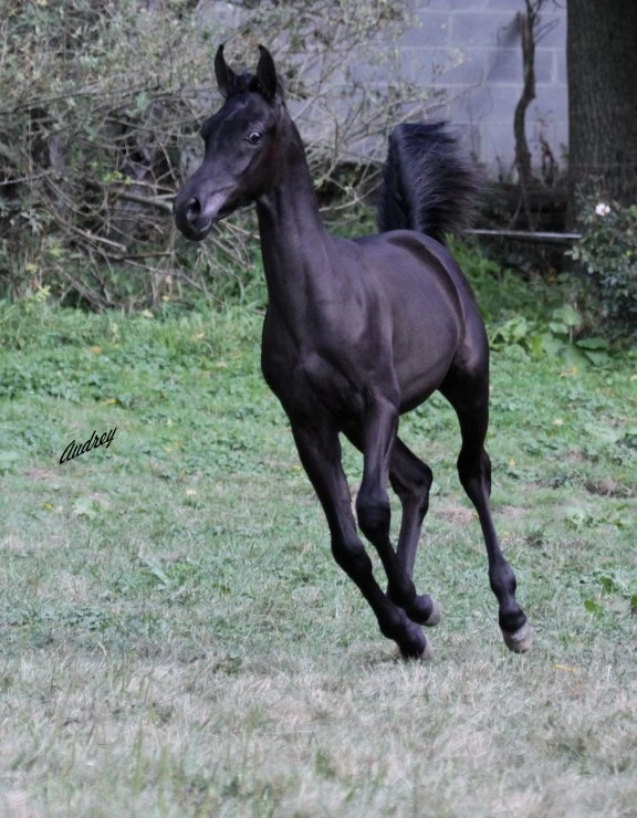 Saudera colt 2Img_1216 (1) s