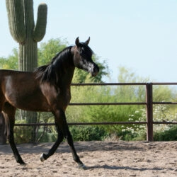1. Azpin Brilliance – age 12 months 1. Azpin Brilliance - age 12 months