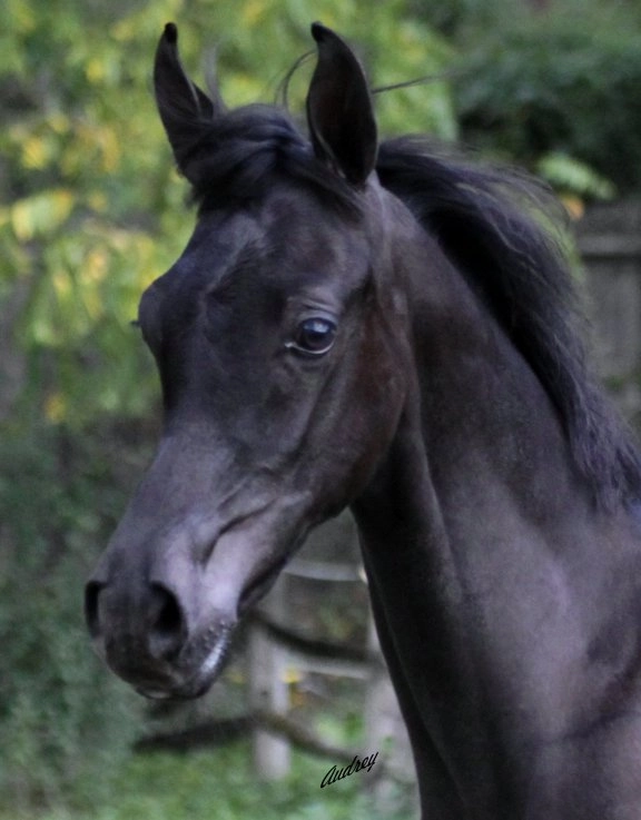 Saudera colt 2Img_1241 (1) s