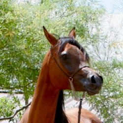 13. AZPIN KASSI (Dream Manor Baalero x AA Shaliyah by HU Sheikh Imaan) – SE mare 13. AZPIN KASSI (Dream Manor Baalero x AA Shaliyah by HU Sheikh Imaan) - SE mare