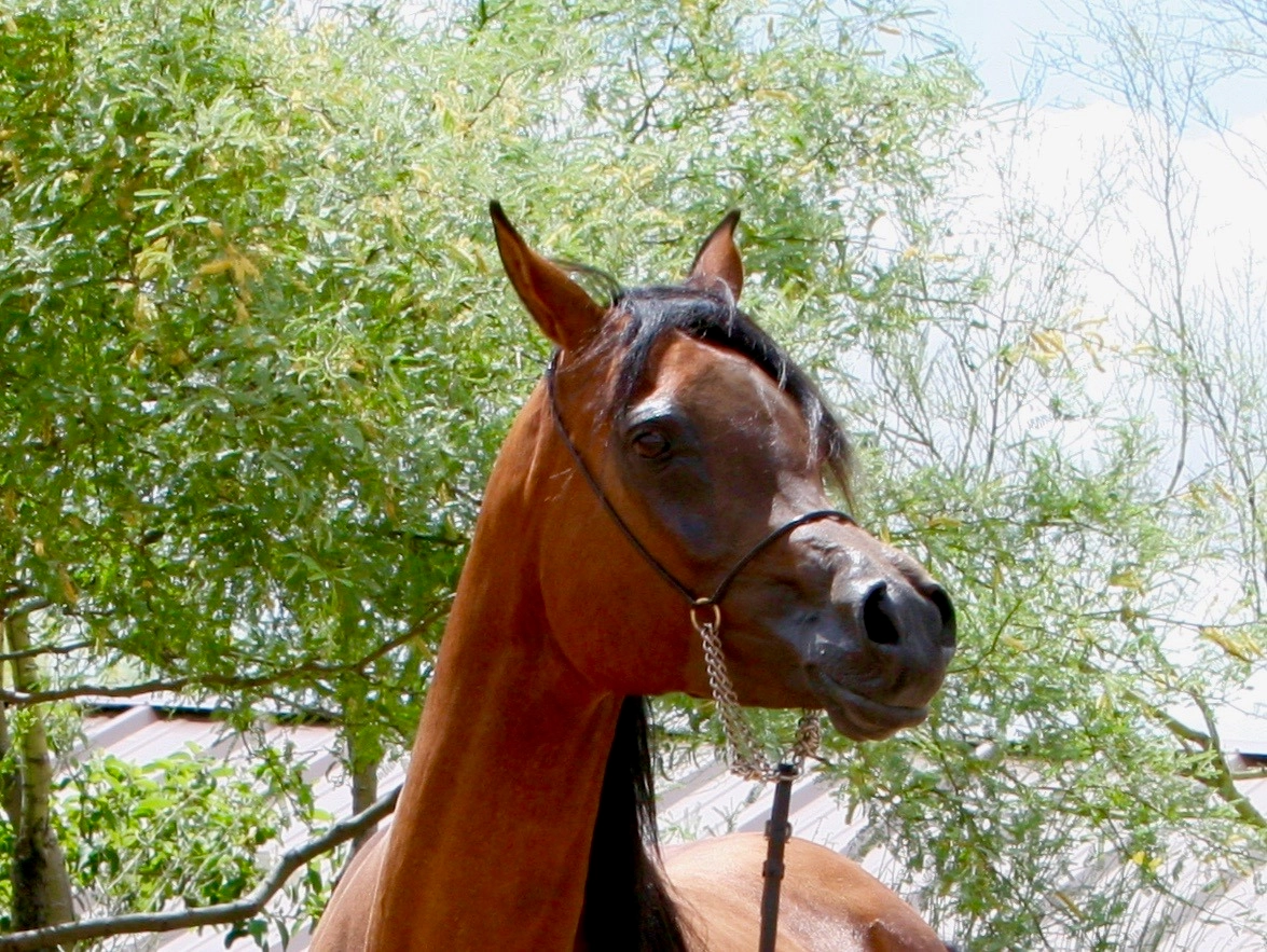 13. AZPIN KASSI (Dream Manor Baalero x AA Shaliyah by HU Sheikh Imaan) - SE mare