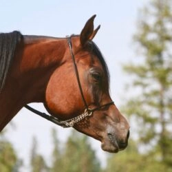 3.AZPIN KASSI (Dream Manor Baalero x AA Shaliyah by HU Sheikh Imaan) – SE mare – Sheikh grandaughter 3.AZPIN KASSI (Dream Manor Baalero x AA Shaliyah by HU Sheikh Imaan) - SE mare - Sheikh grandaughter