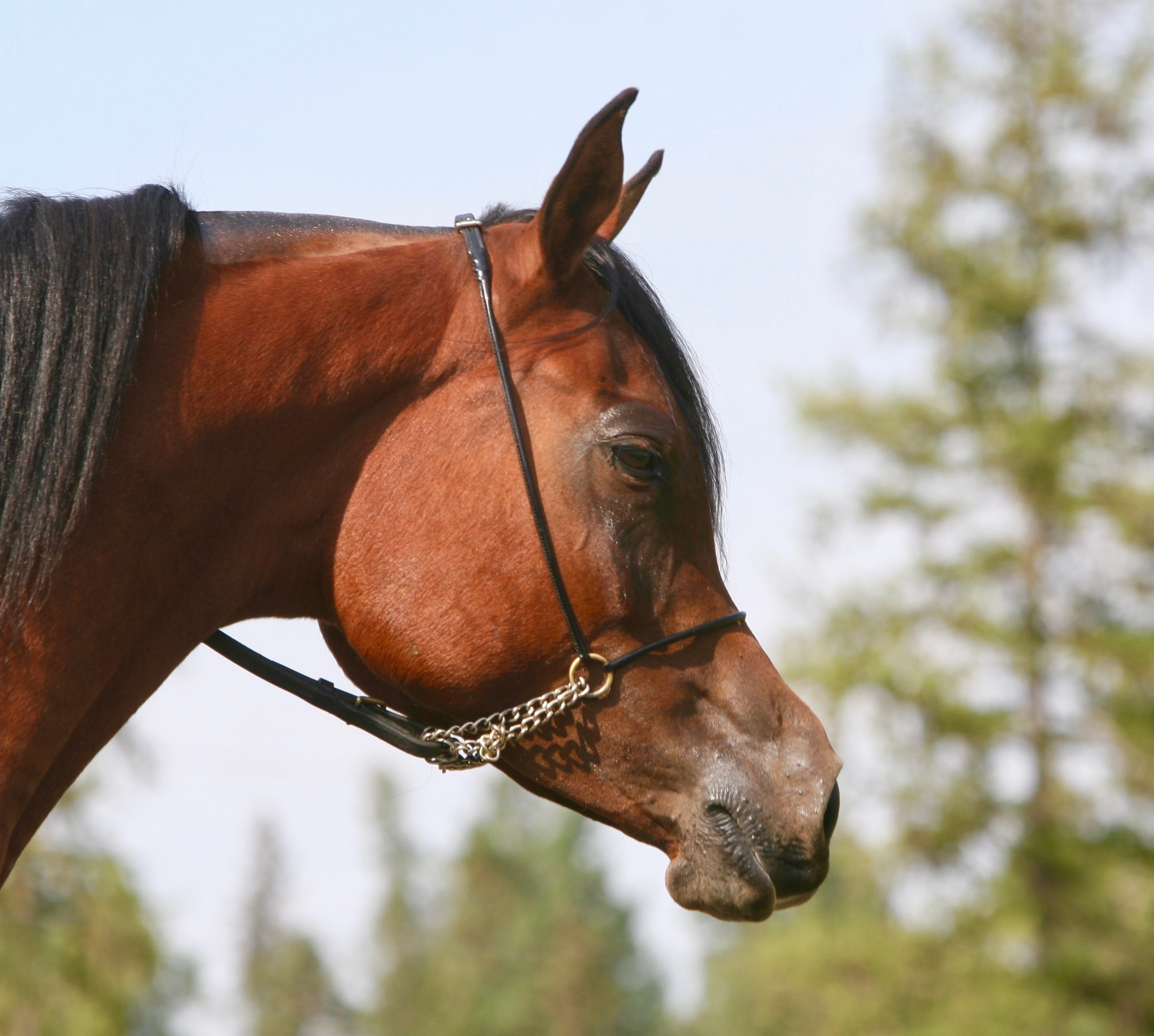 3.AZPIN KASSI (Dream Manor Baalero x AA Shaliyah by HU Sheikh Imaan) - SE mare - Sheikh grandaughter