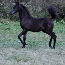 Saudera colt 2Img_1166 (3) s Saudera colt 2Img_1166 (3) s