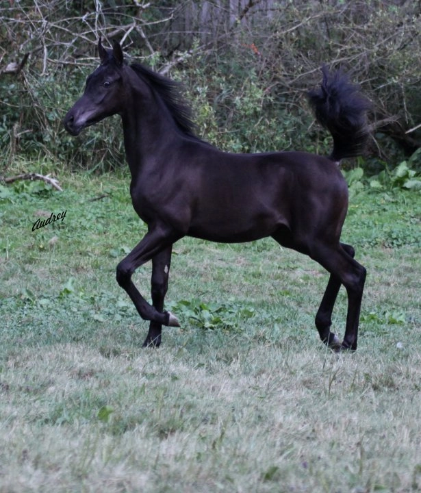 Saudera colt 2Img_1166 (3) s