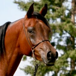 6. AZPIN KASSI (Dream Manor Baalero x AA Shaliyah by HU Sheikh Imaan) – SE mare – Sheikh grandaughter 6. AZPIN KASSI (Dream Manor Baalero x AA Shaliyah by HU Sheikh Imaan) - SE mare - Sheikh grandaughter