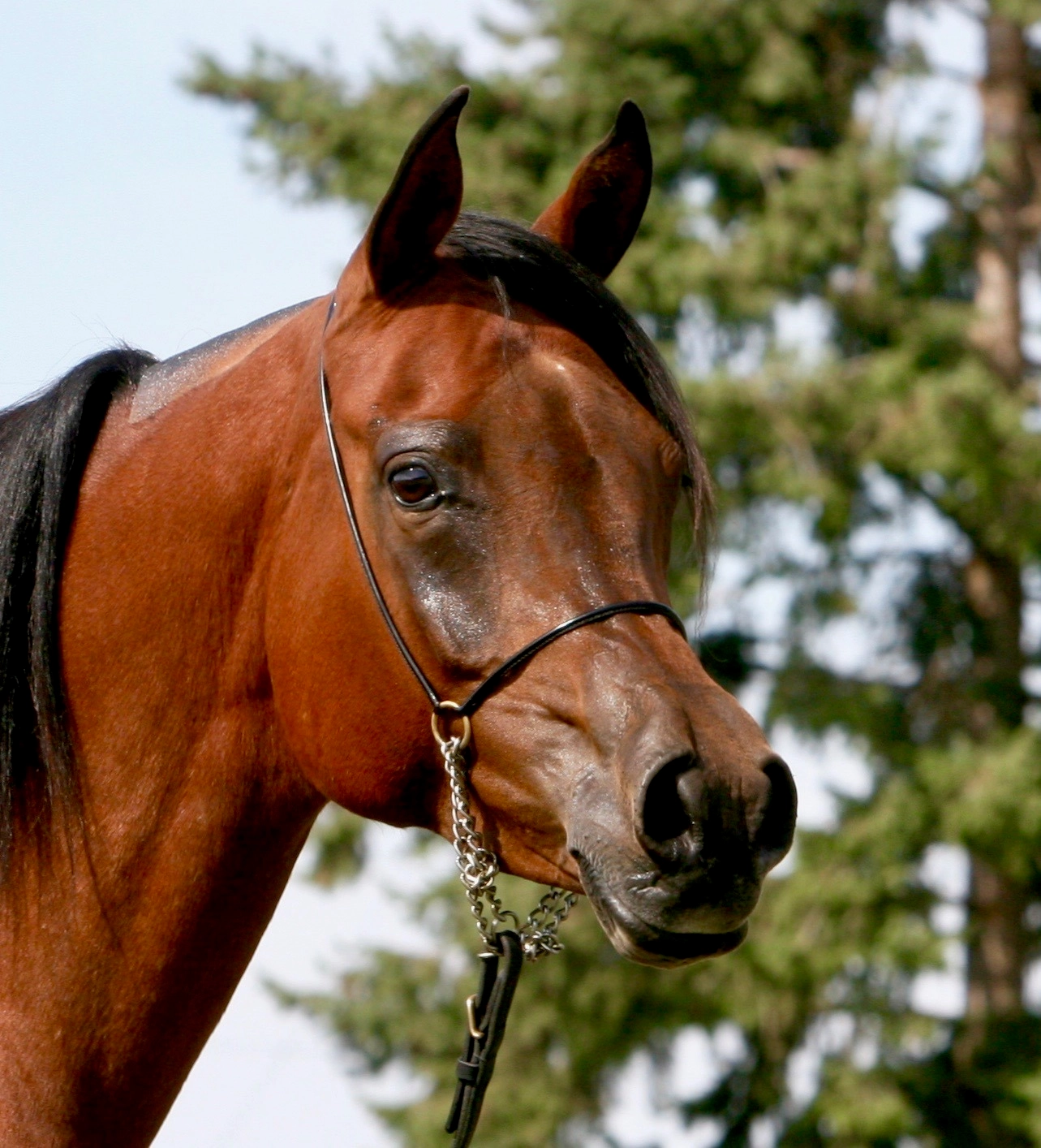 6. AZPIN KASSI (Dream Manor Baalero x AA Shaliyah by HU Sheikh Imaan) - SE mare - Sheikh grandaughter