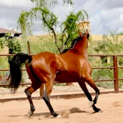16. AZPIN KASSI (Dream Manor Baalero x AA Shaliyah by HU Sheikh Imaan) - SE mare