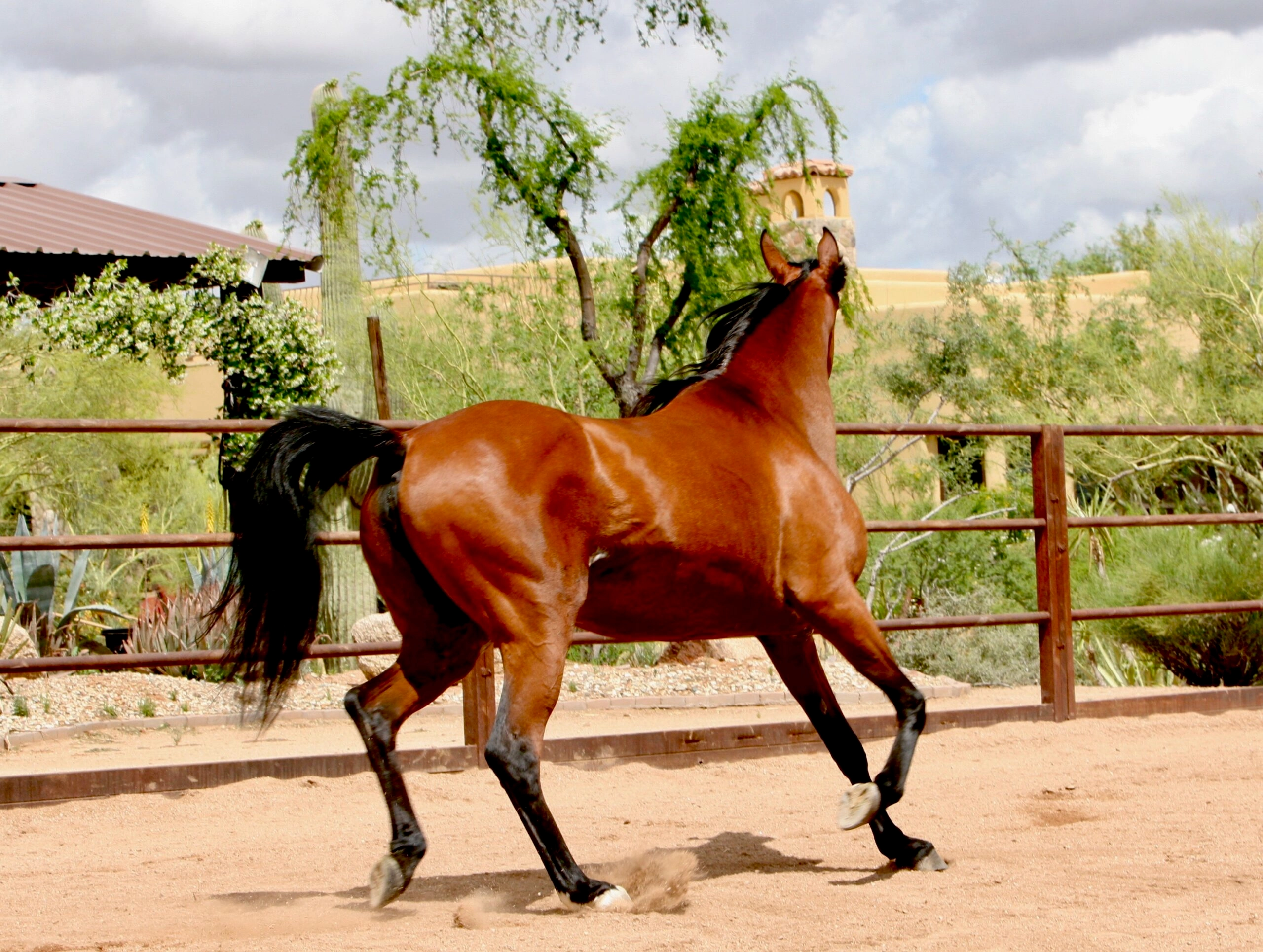 16. AZPIN KASSI (Dream Manor Baalero x AA Shaliyah by HU Sheikh Imaan) - SE mare