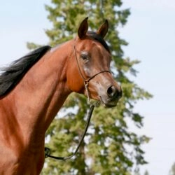 4. AZPIN KASSI (Dream Manor Baalero x AA Shaliyah by HU Sheikh Imaan) - SE mare - Sheikh grandaughter