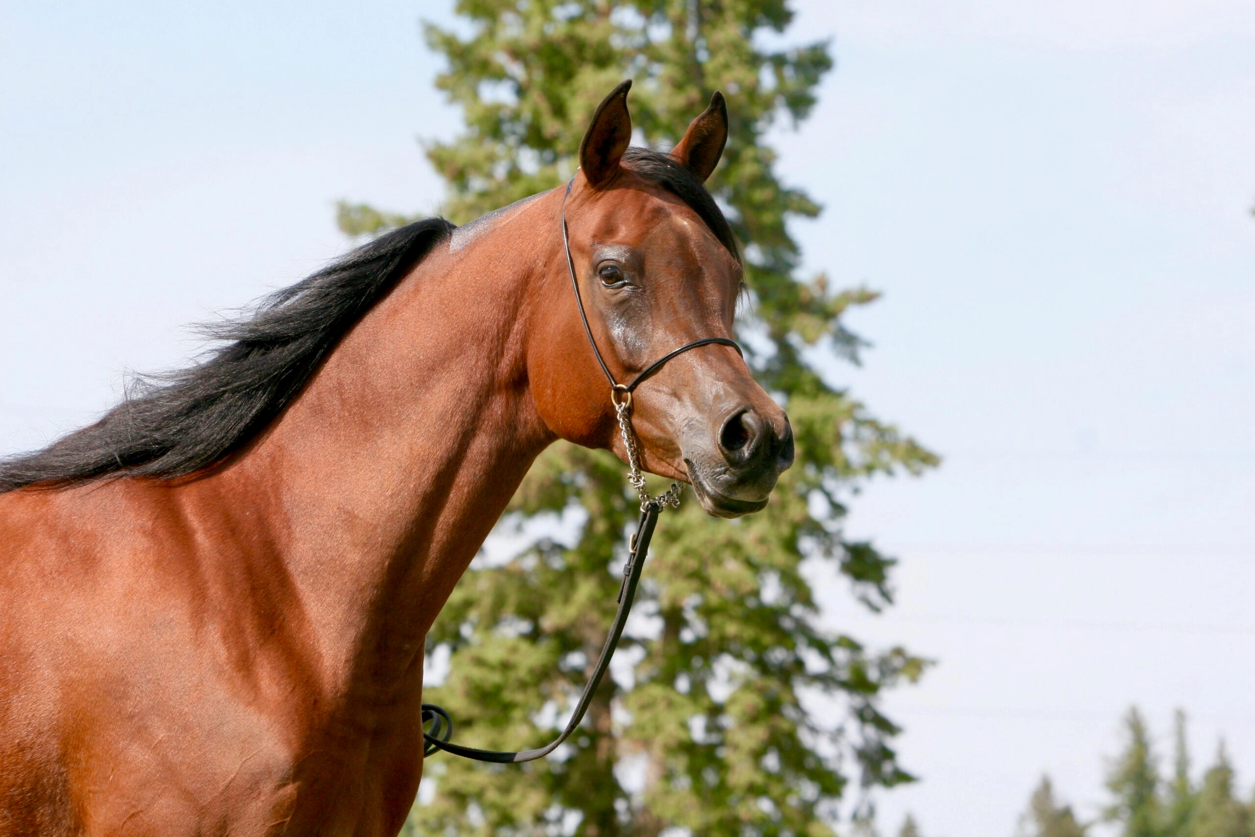 4. AZPIN KASSI (Dream Manor Baalero x AA Shaliyah by HU Sheikh Imaan) - SE mare - Sheikh grandaughter