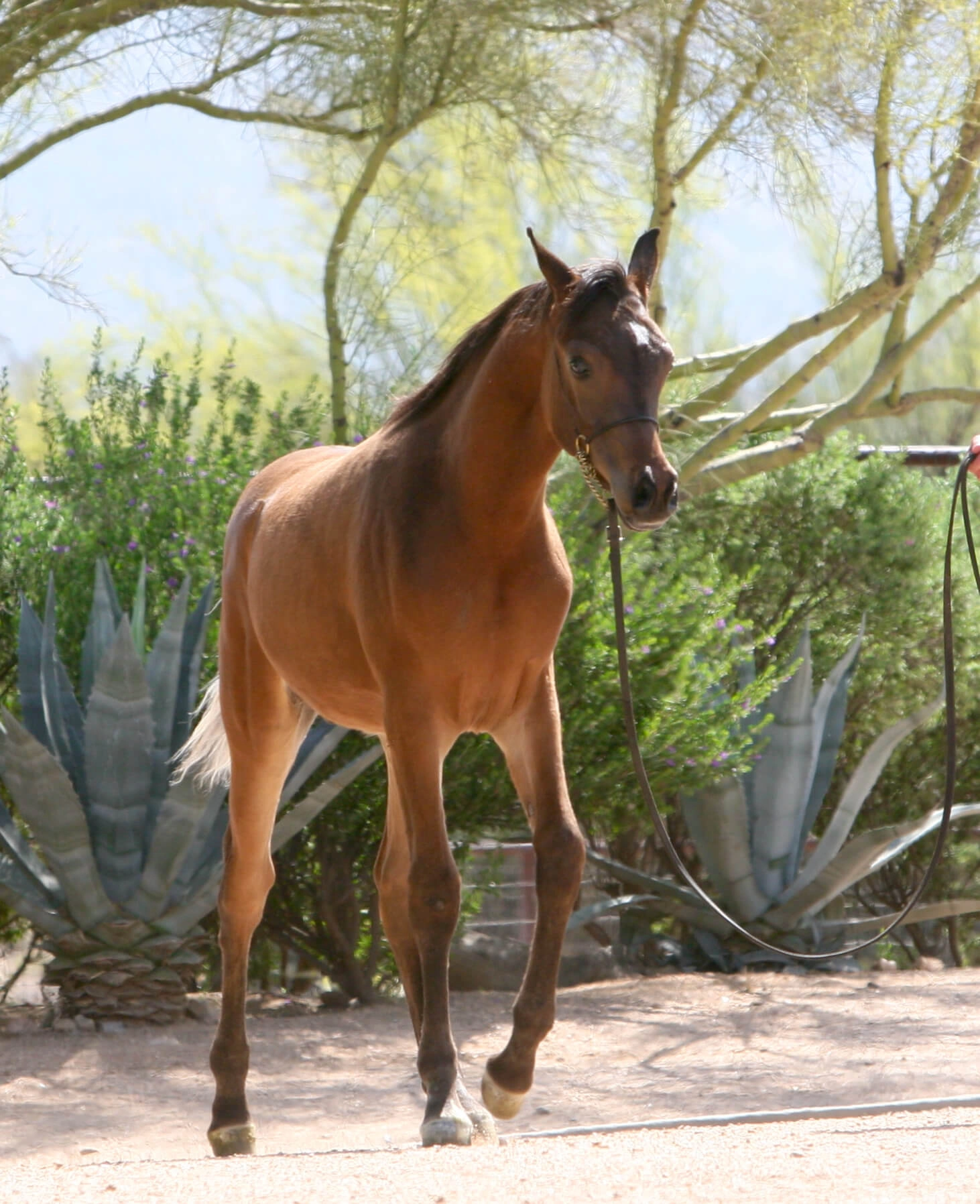 1. AZ Royal Honor (AZ Royal Emir x AZ Bella) - Bay SE colt - age 5 months