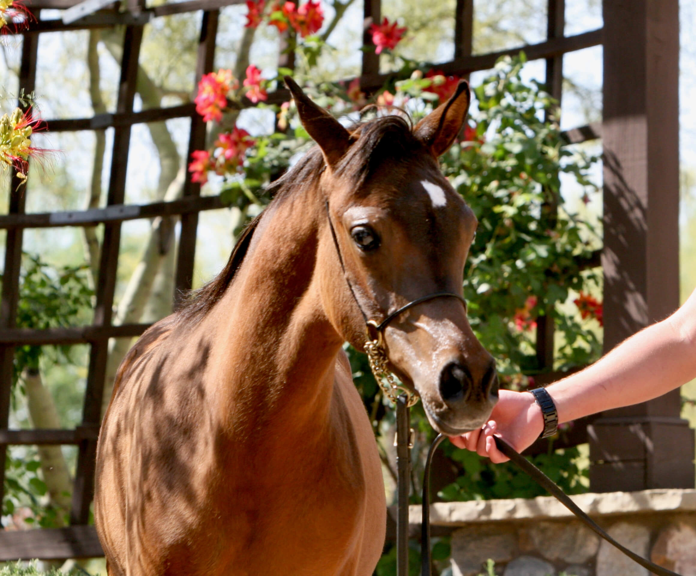 9. AZ Royal Honor (AZ Royal Emir x AZ Bella) - Bay SE colt - age 5 months