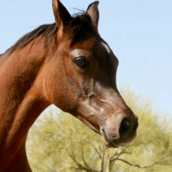 13. AZ Royal Honor (AZ Royal Emir x AZ Bella) - Bay SE colt - age 5 months