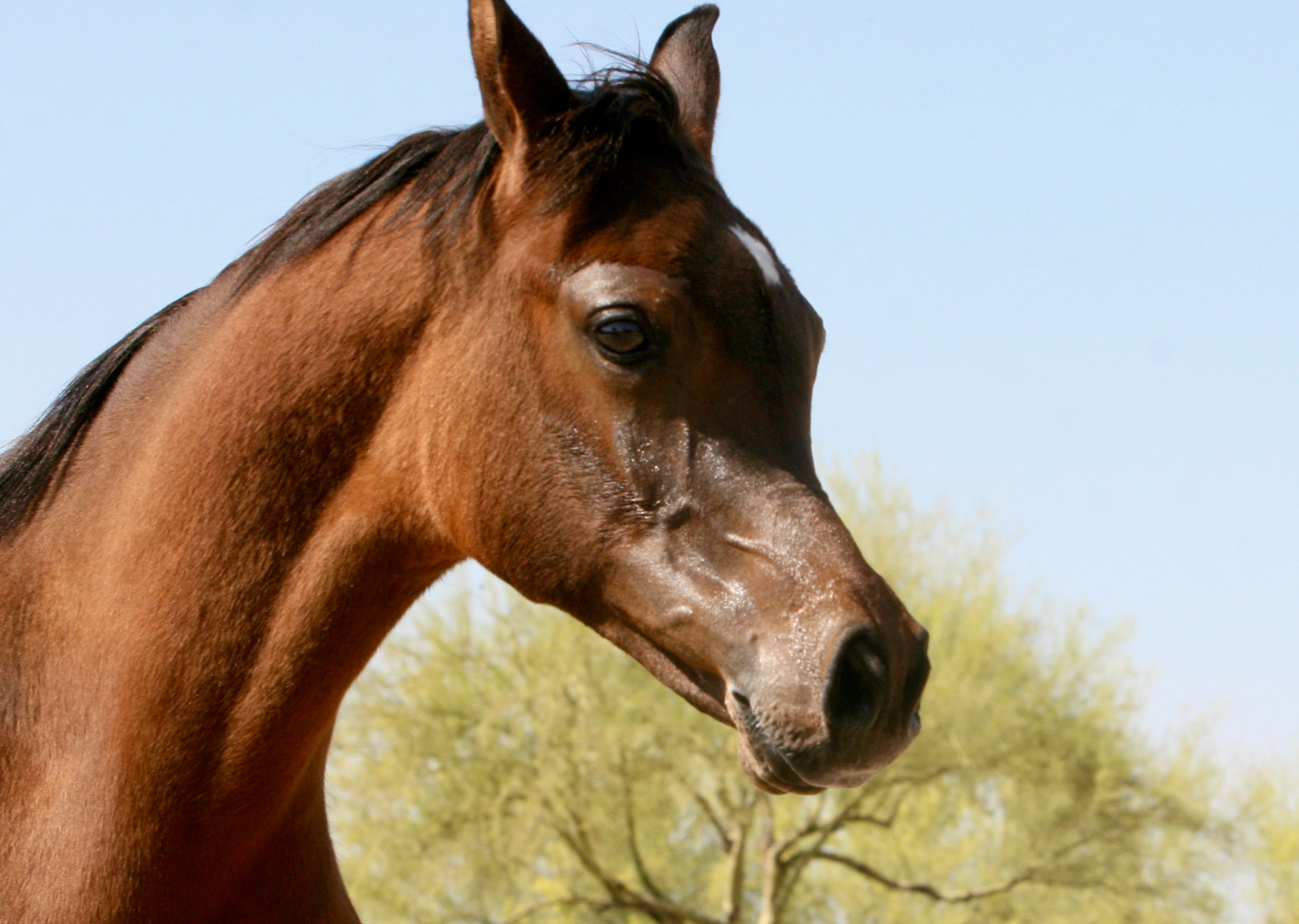 13. AZ Royal Honor (AZ Royal Emir x AZ Bella) - Bay SE colt - age 5 months