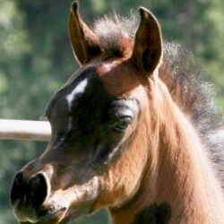 13. Azpin Sky (AZ Chromium x AZ Bella) - age 6 weeks