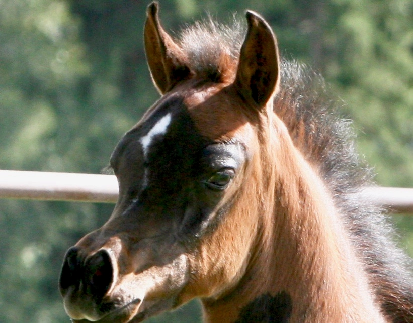 13. Azpin Sky (AZ Chromium x AZ Bella) - age 6 weeks