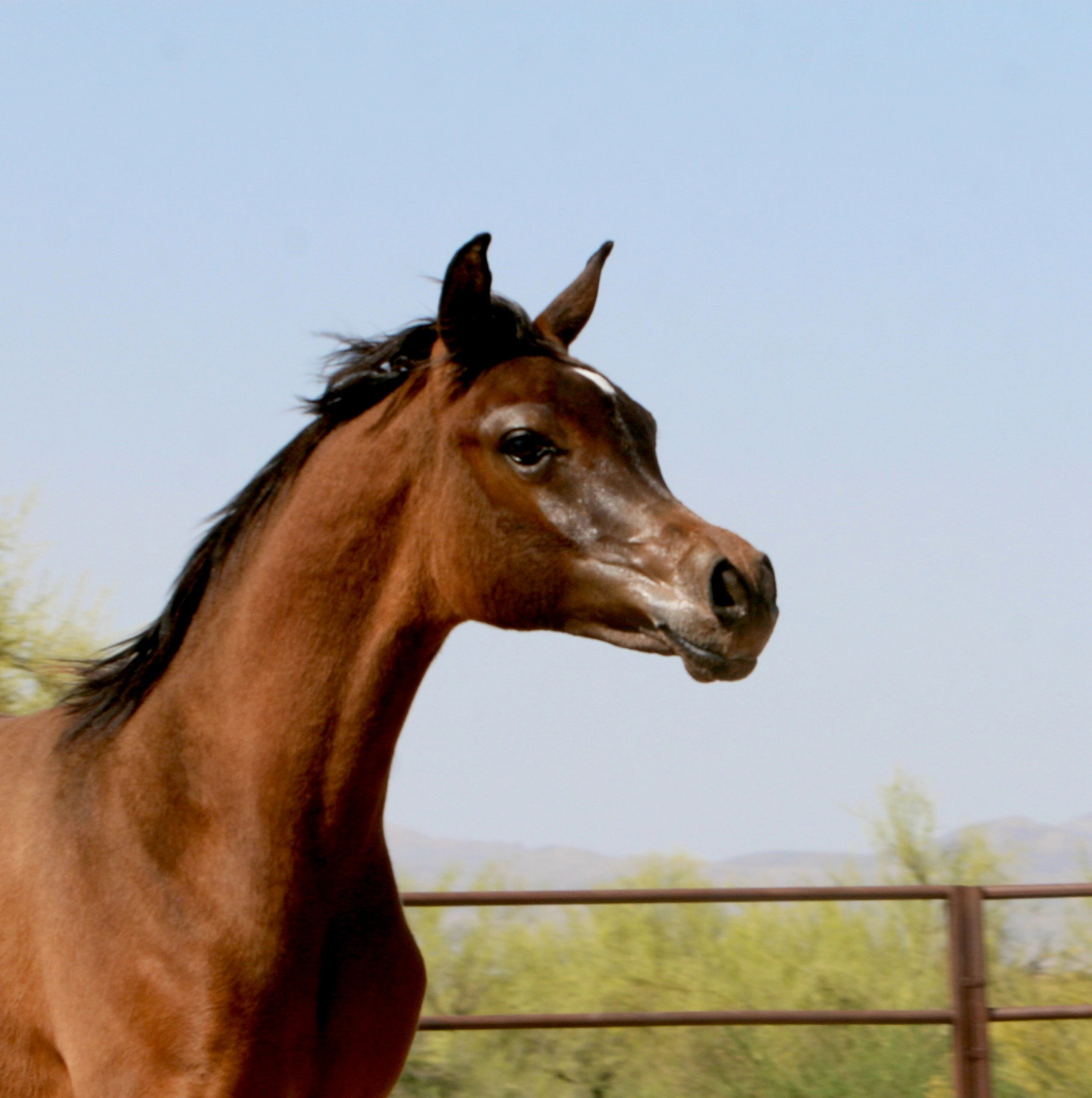 5. AZ Royal Honor (AZ Royal Emir x AZ Bella) - Bay SE colt - age 5 months