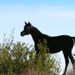 2025 Black SE Filly (AZ Radiant Star x MY Enya) copy 3