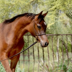 7. AZ Royal Honor (AZ Royal Emir x AZ Bella) - Bay SE colt - age 5 months