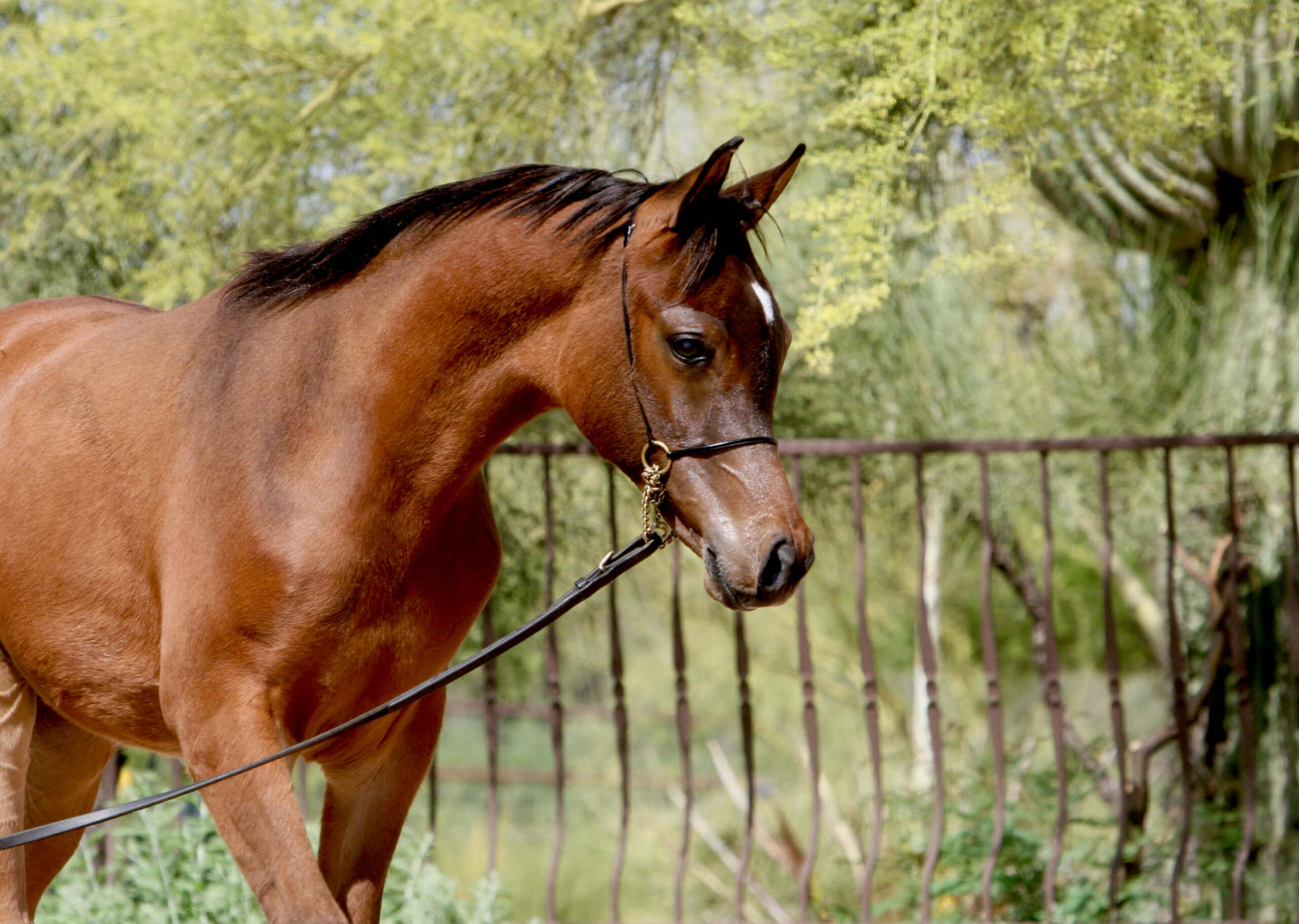 7. AZ Royal Honor (AZ Royal Emir x AZ Bella) - Bay SE colt - age 5 months