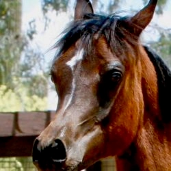 2. Azpin Sky (AZ Chromium x AZ Bella) - age 9 months