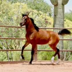 3. Azpin Sky (AZ Chromium x AZ Bella) - age 9 months