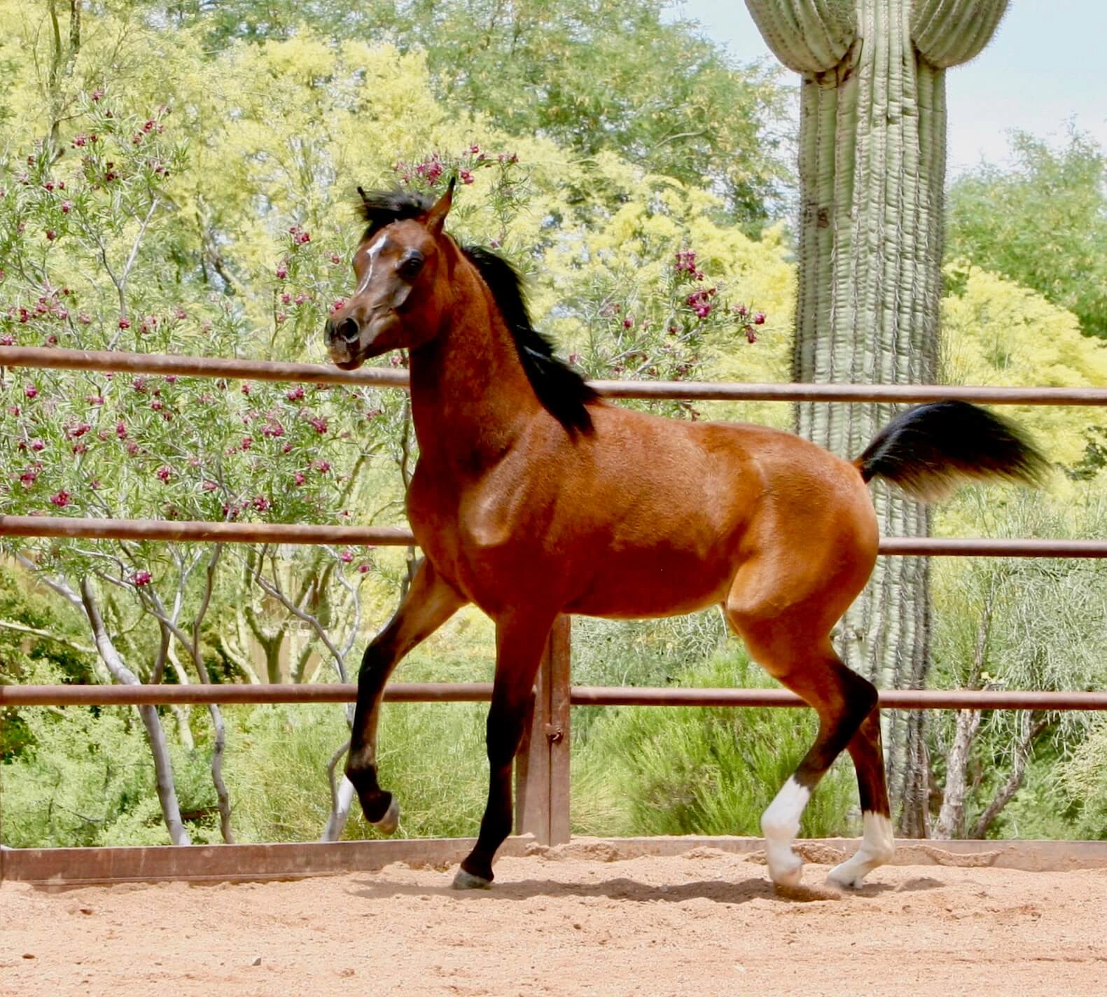 3. Azpin Sky (AZ Chromium x AZ Bella) - age 9 months