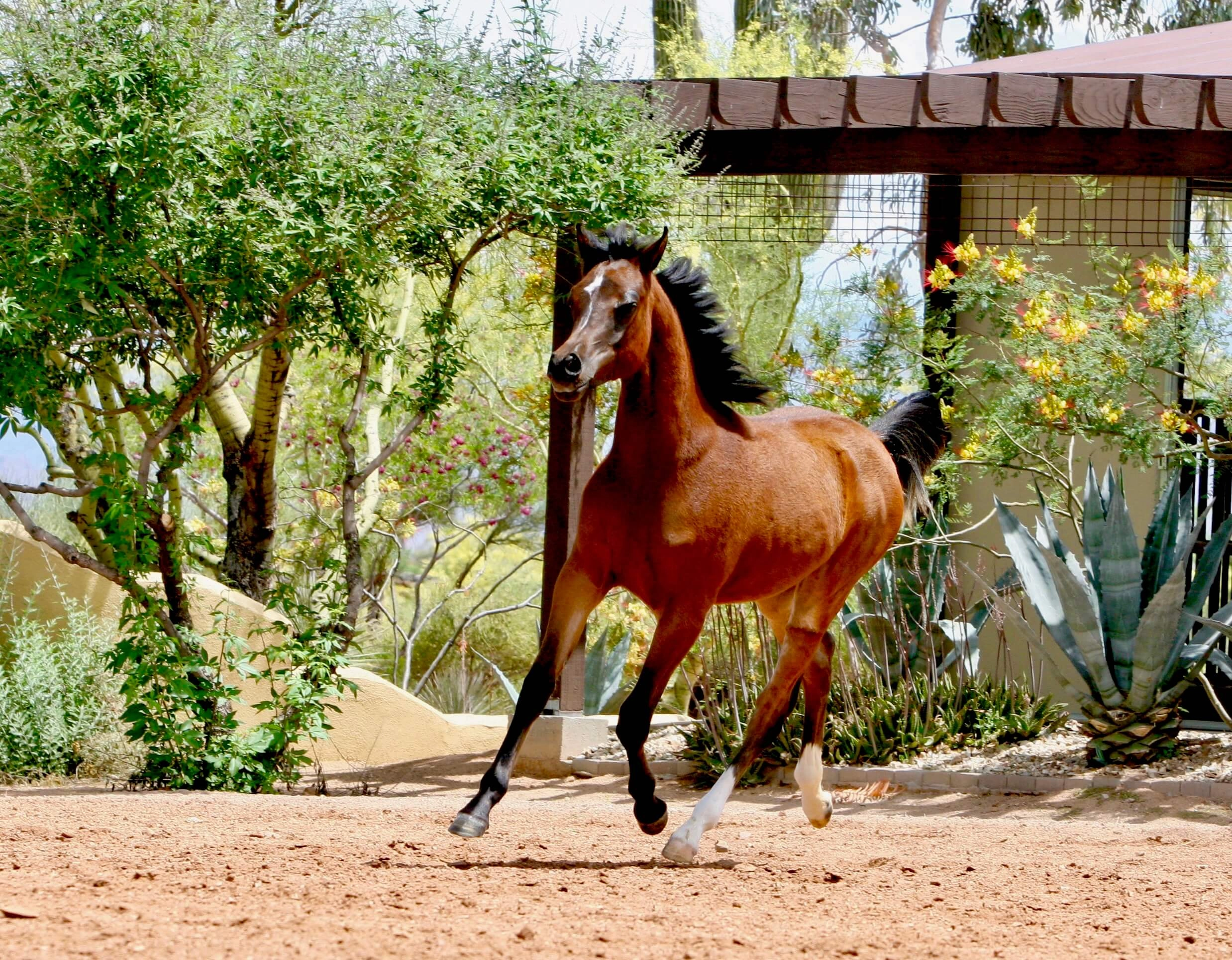 5. Azpin Sky (AZ Chromium x AZ Bella) - age 9 months