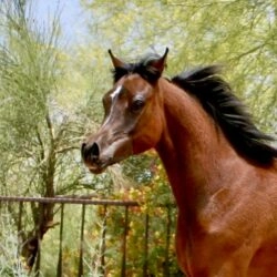 8.Azpin Sky (AZ Chromium x AZ Bella) - age 9 months